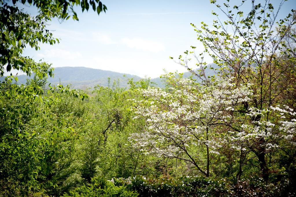 Biltmore Village Inn B&B Asheville Dış mekan fotoğraf